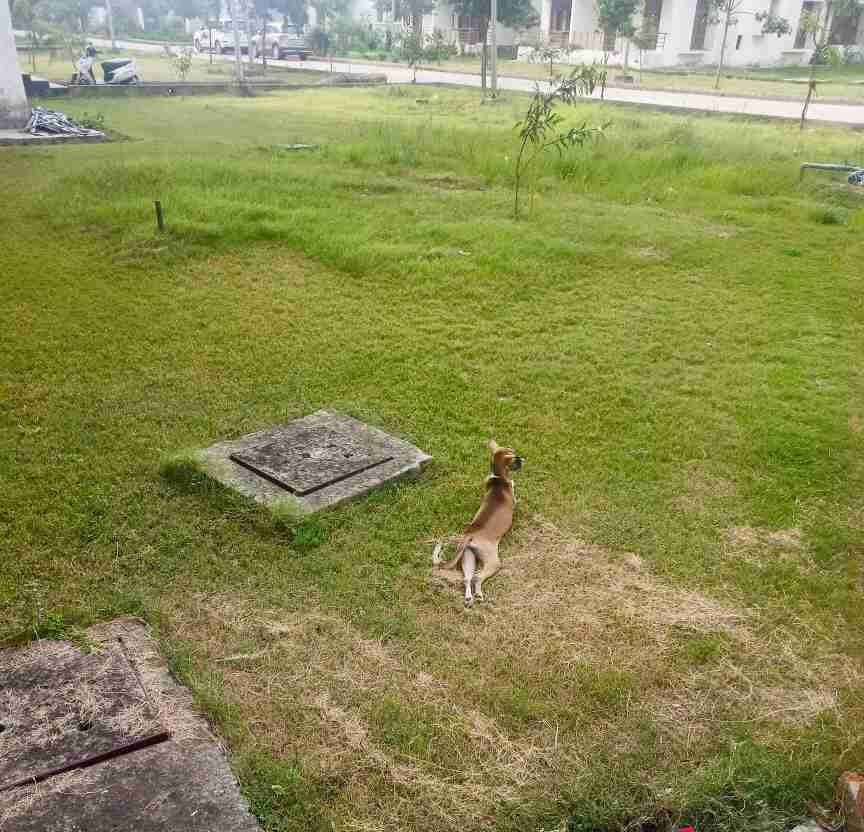 Hello frens ❣️
Here's my furry friend touched the grass 🫣so well 🐾 😁
Thank you @invisible05.lens …