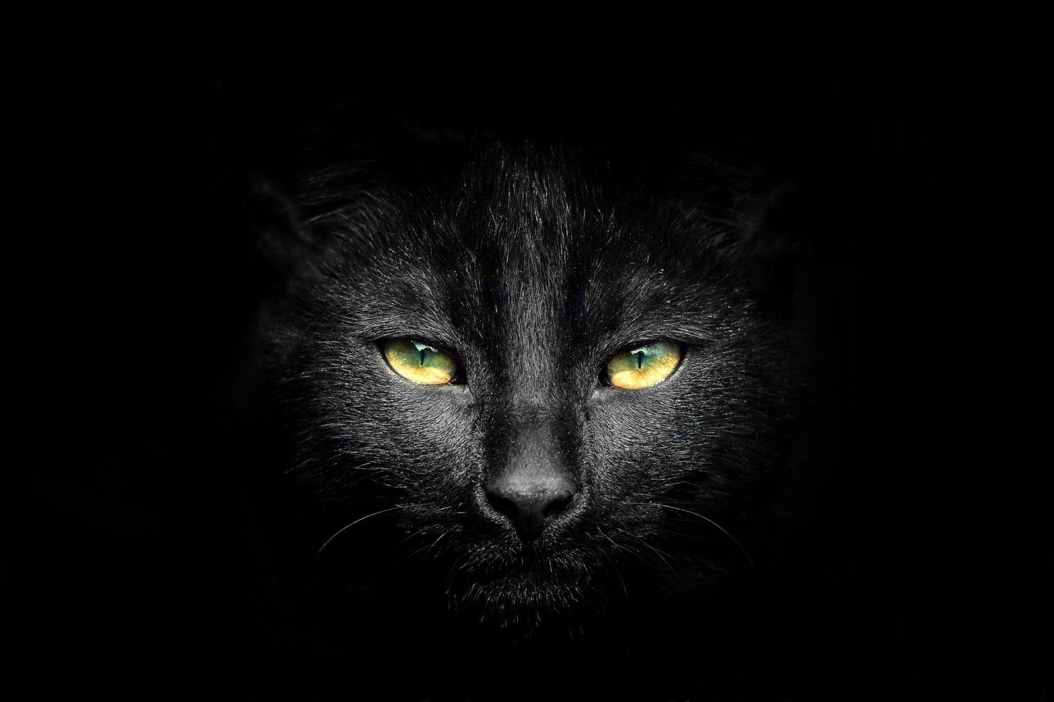 Howitt Colet's Lens avatar