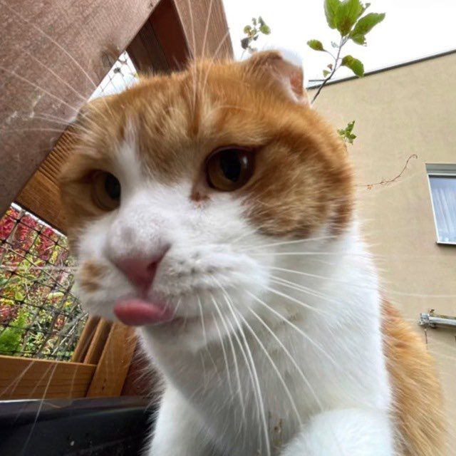 xiol1k (xiol1k.lens) Lens social identity (.lens handle) PFP