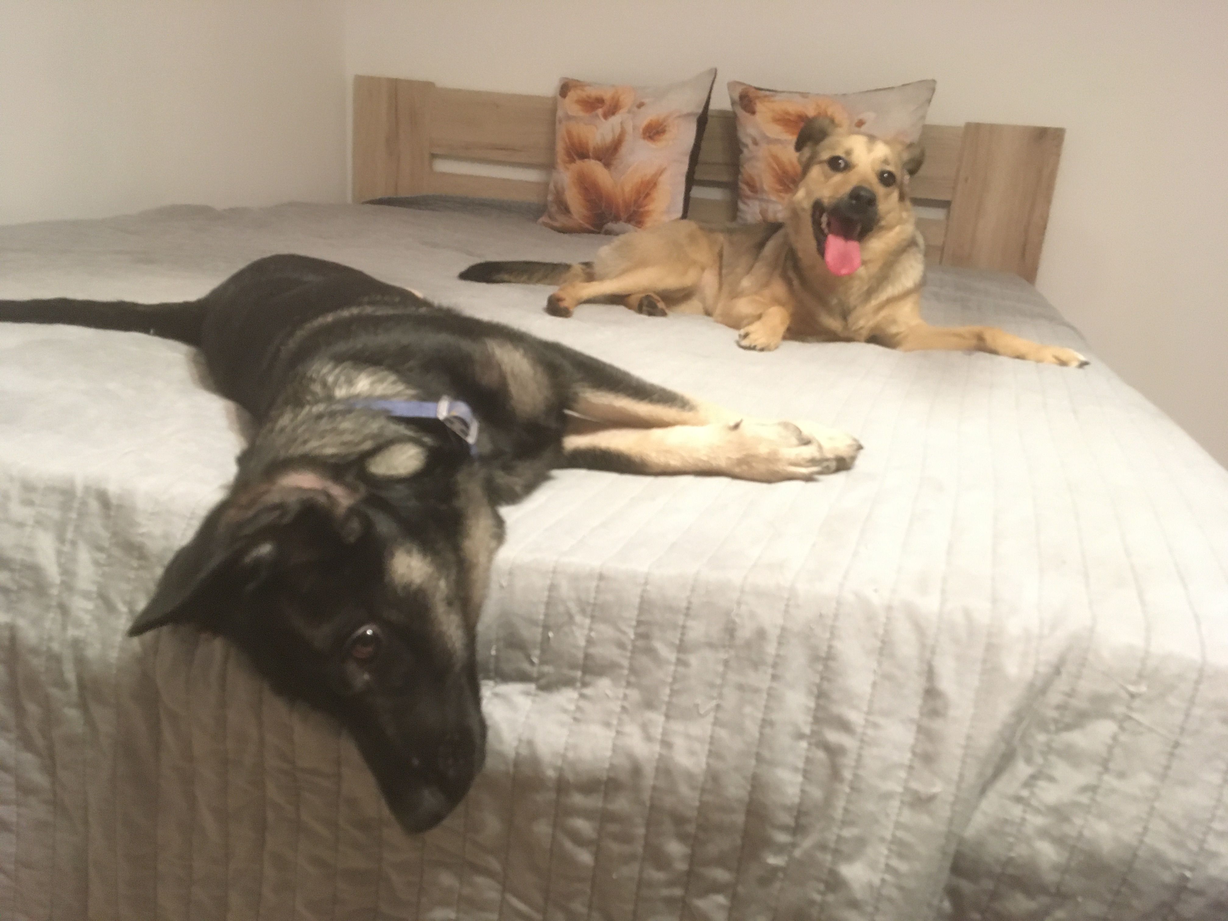 Mikołaj (miki34.lens) Lens social identity (.lens handle) PFP