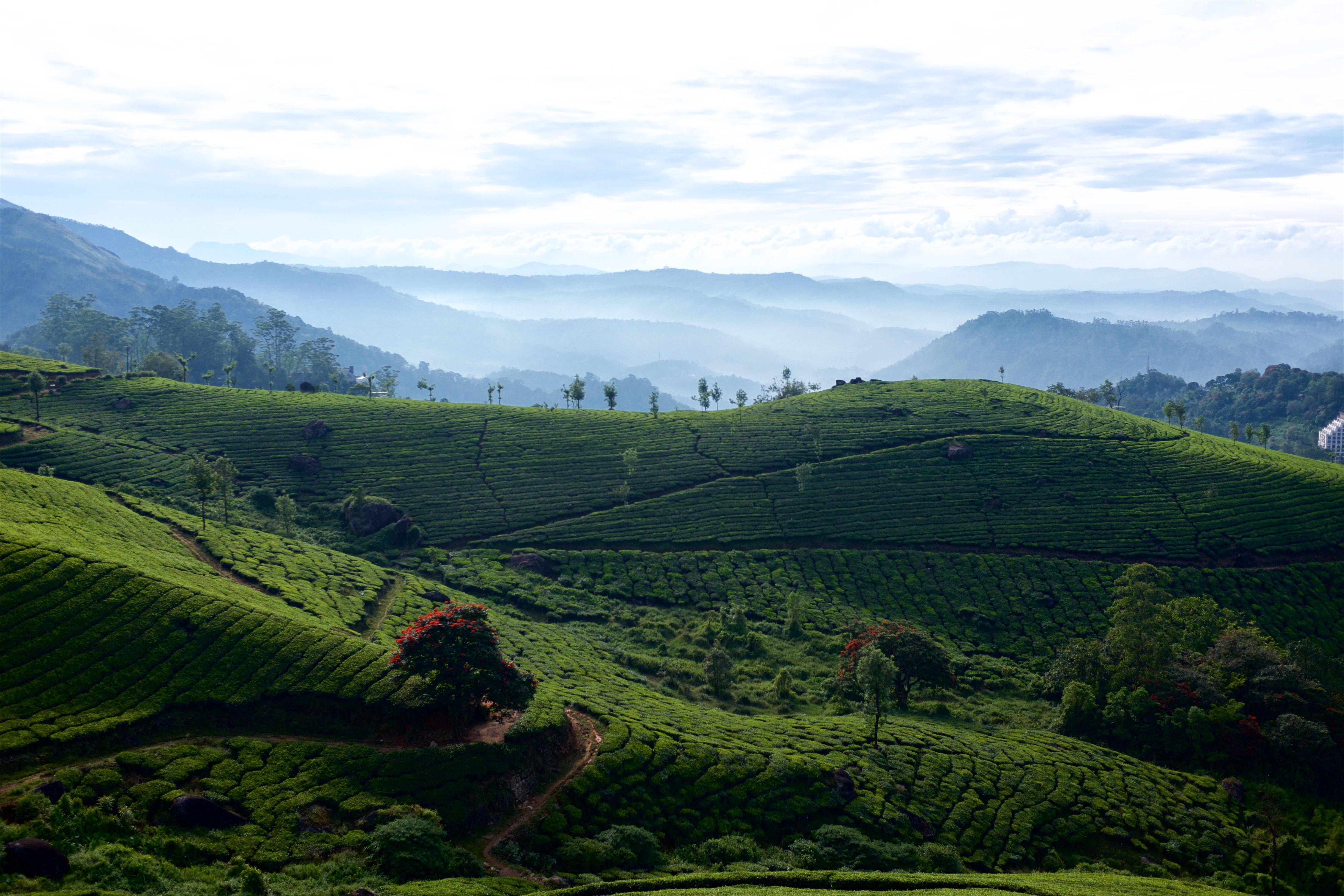 albert (albertinory.lens) Lens social identity (.lens handle) PFP