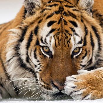 Tiger Toes