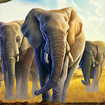 African Elephant