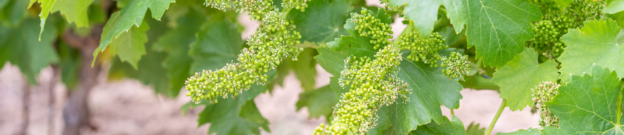 Le Val_Vignes de nos terroirs