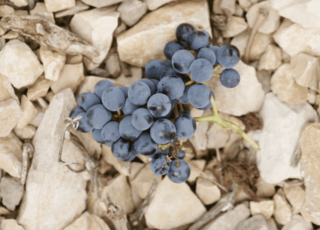 Le Val_Fruit de nos terroirs