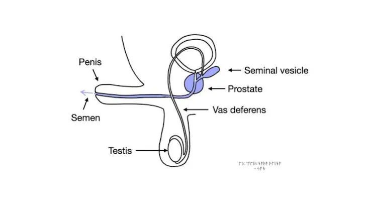 Diagram sederhana saluran vas deferens pada sistem reproduksi pria