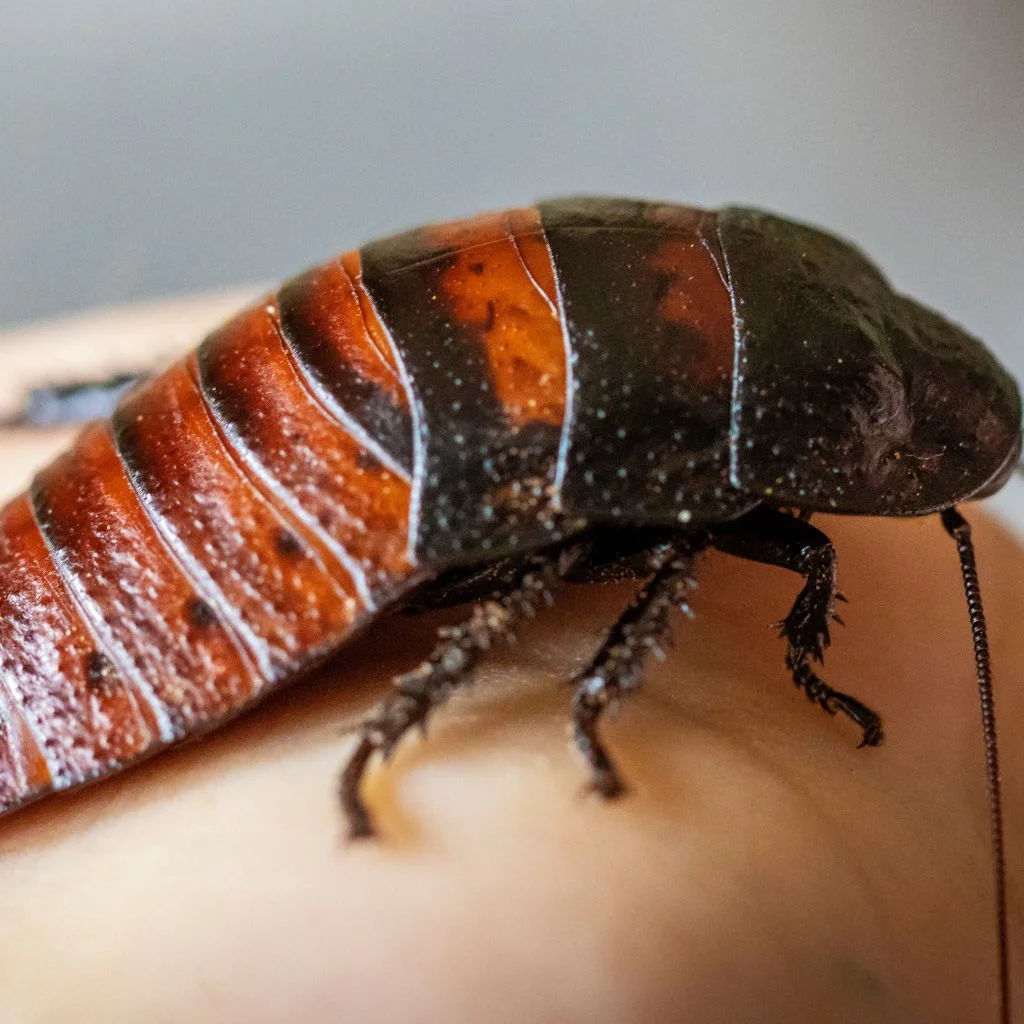 Macro shot of a German cockroach feeding on sugar crystals.