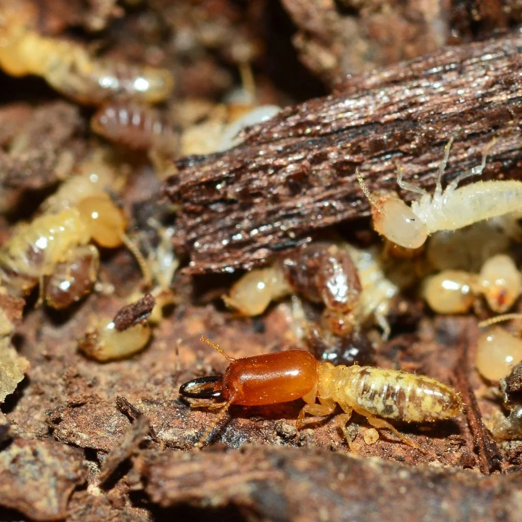 Detailed macro shot of a termite on wood, showcasing insect behavior and texture.