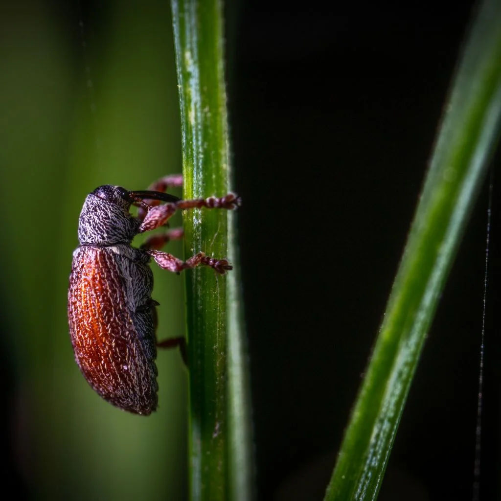 Macro shot of a tick on a green leaf, showcasing its detail and natural habitat.