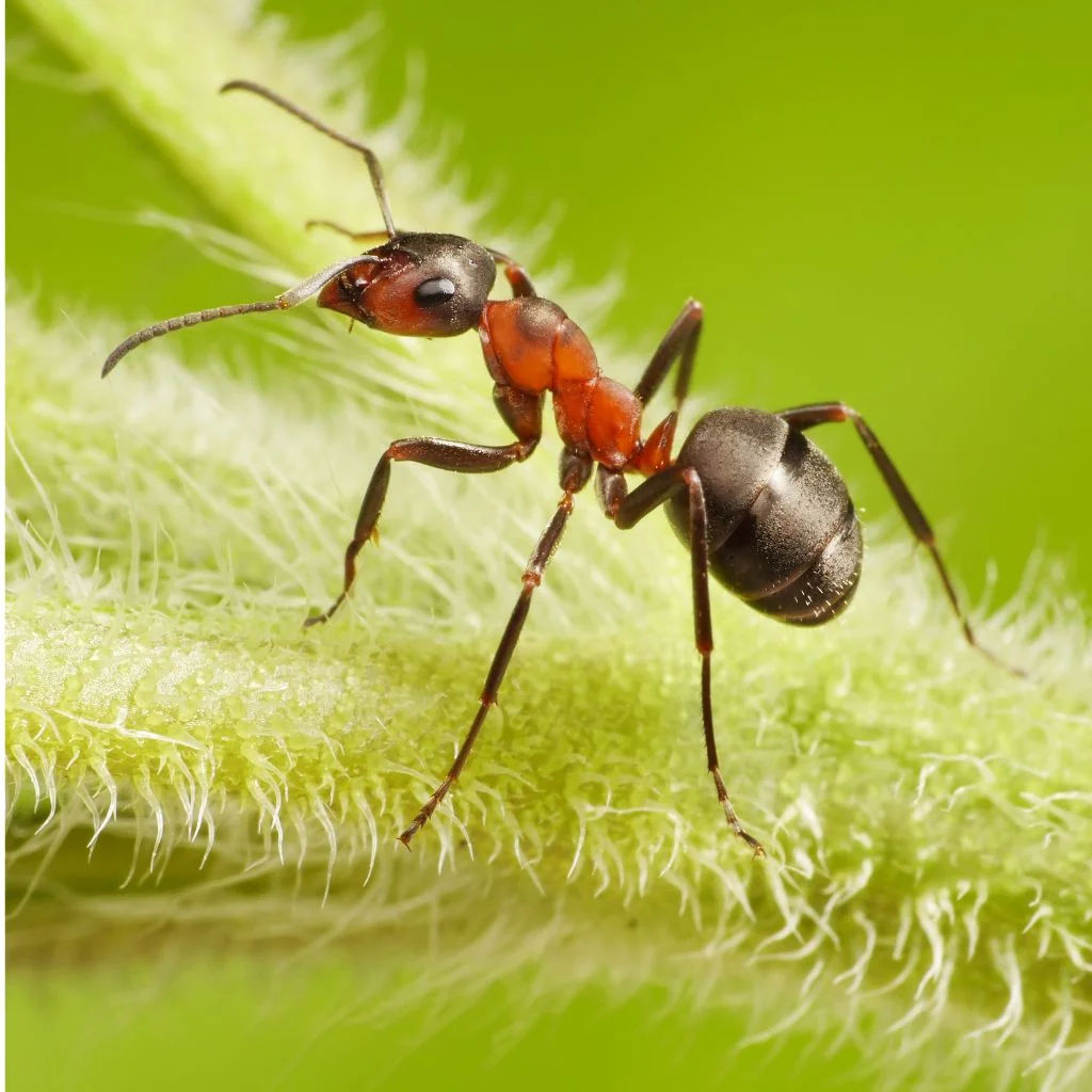 Close-up of ants exploring a textured brown surface with blurred green background.