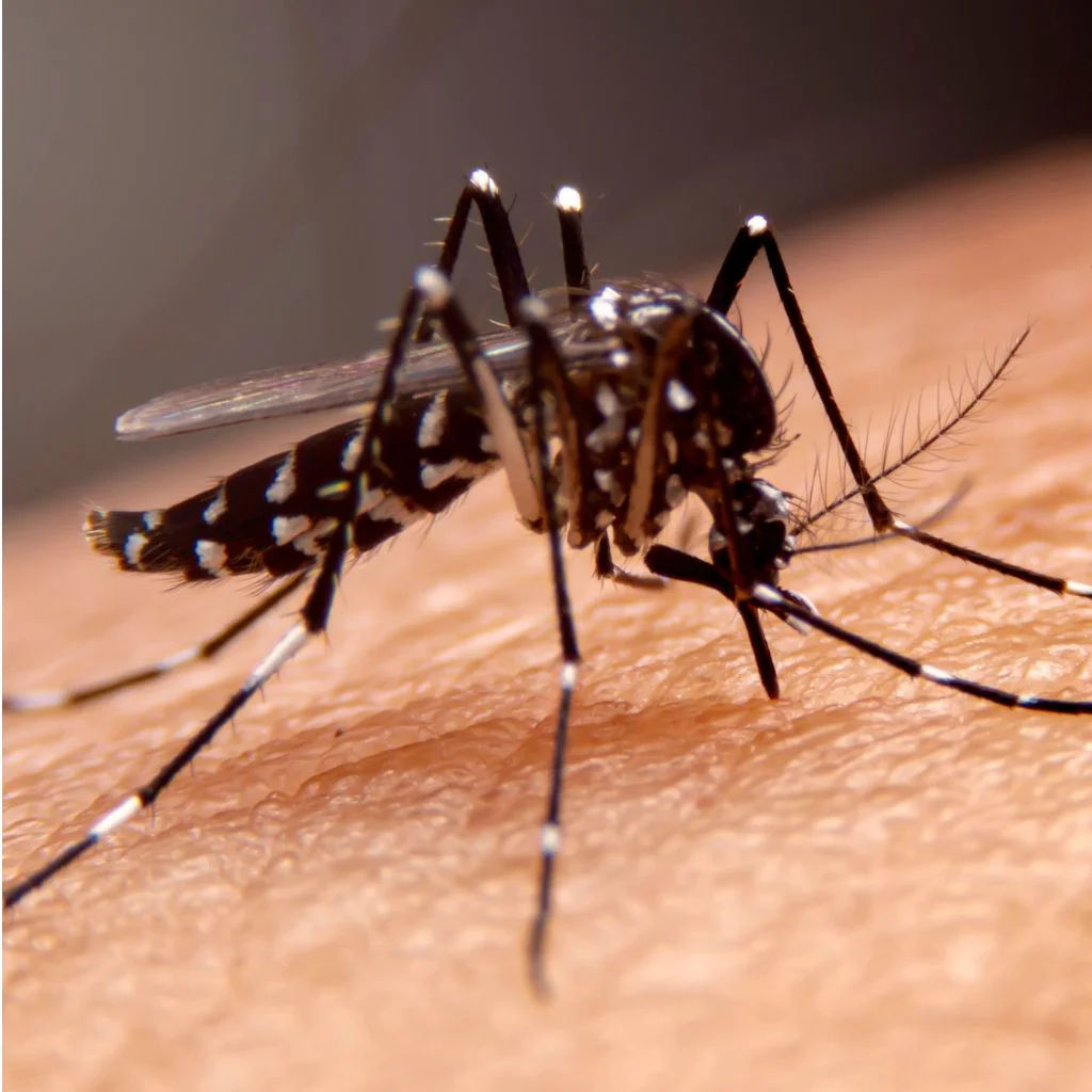 Detailed macro shot of a mosquito on human skin, highlighting nature and insect life.