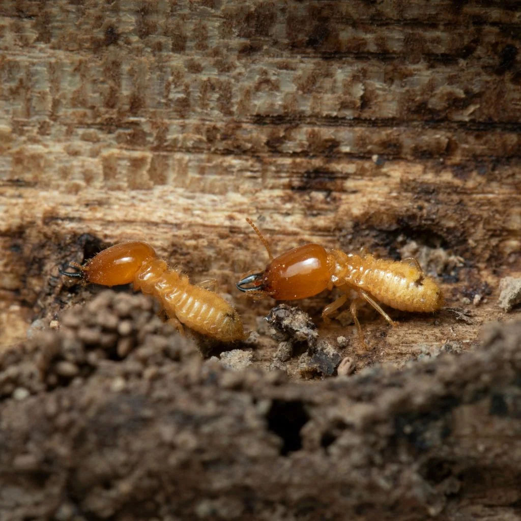 Detailed macro shot of beetles and larvae on wood, showcasing nature's complexity.