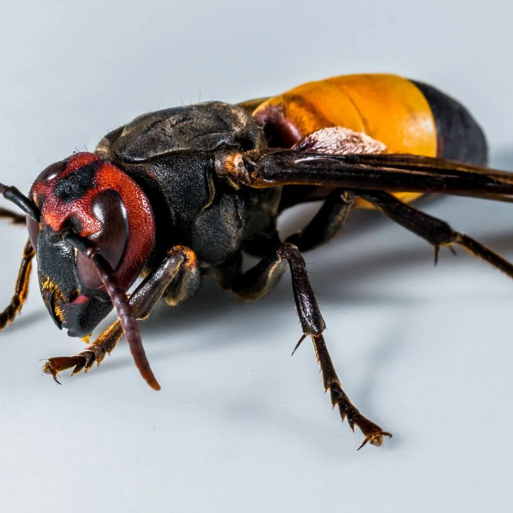 Detailed view of wasps building a nest in Brazil, showcasing natural insect behavior.