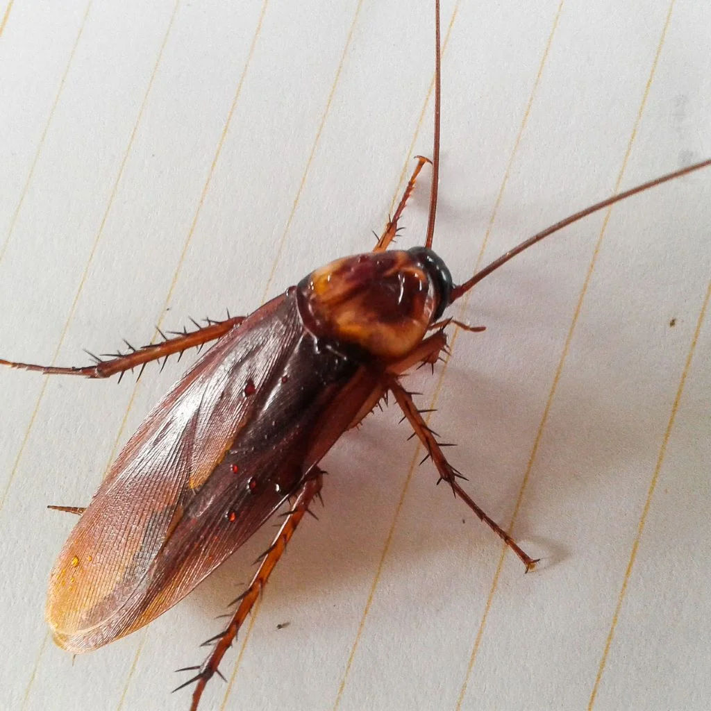 Macro shot of a German cockroach feeding on sugar crystals.