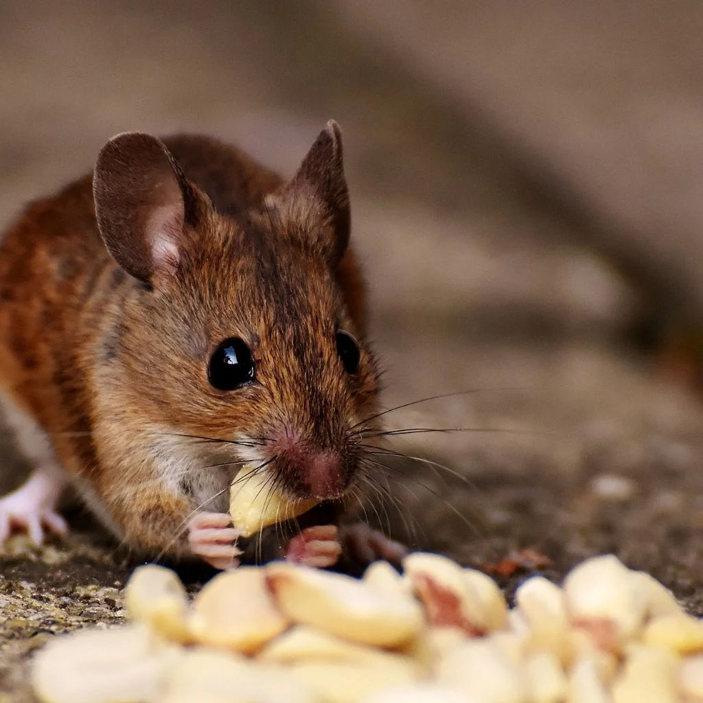 Two pet rats enjoying food against a black background, highlighting rodent companionship.