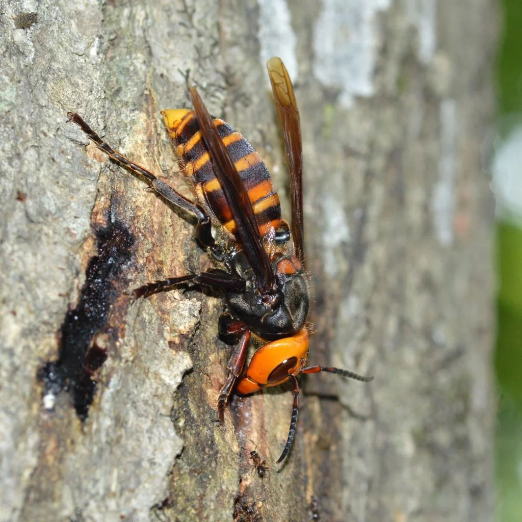 Macro shot of a European hornet resting on wood, highlighting its striking coloration.