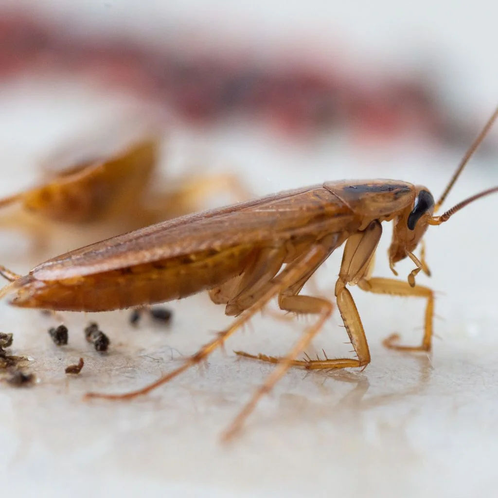 Macro shot of a German cockroach feeding on sugar crystals.