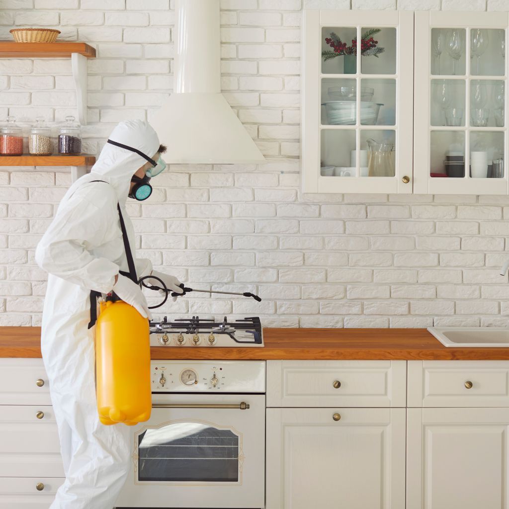 Our Expertise in Cockroach Control