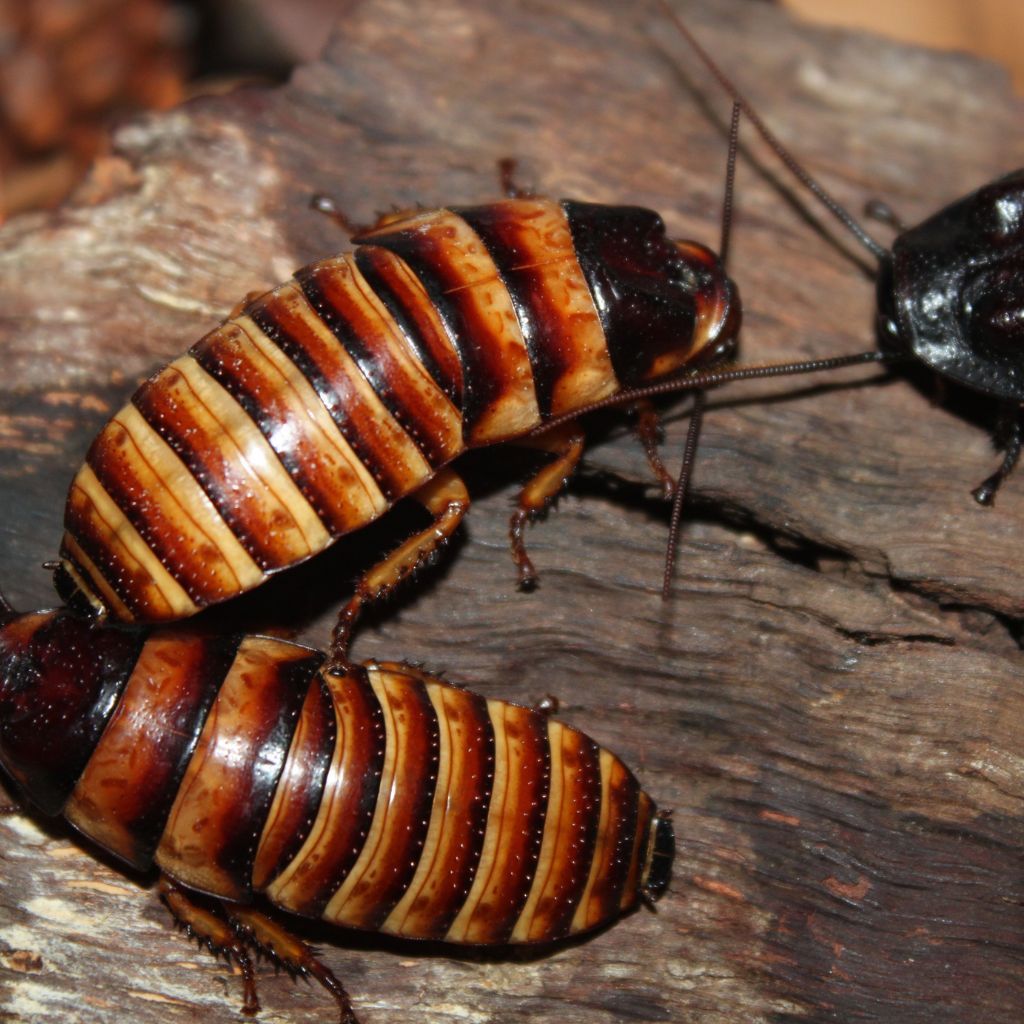 Macro shot of a German cockroach feeding on sugar crystals.