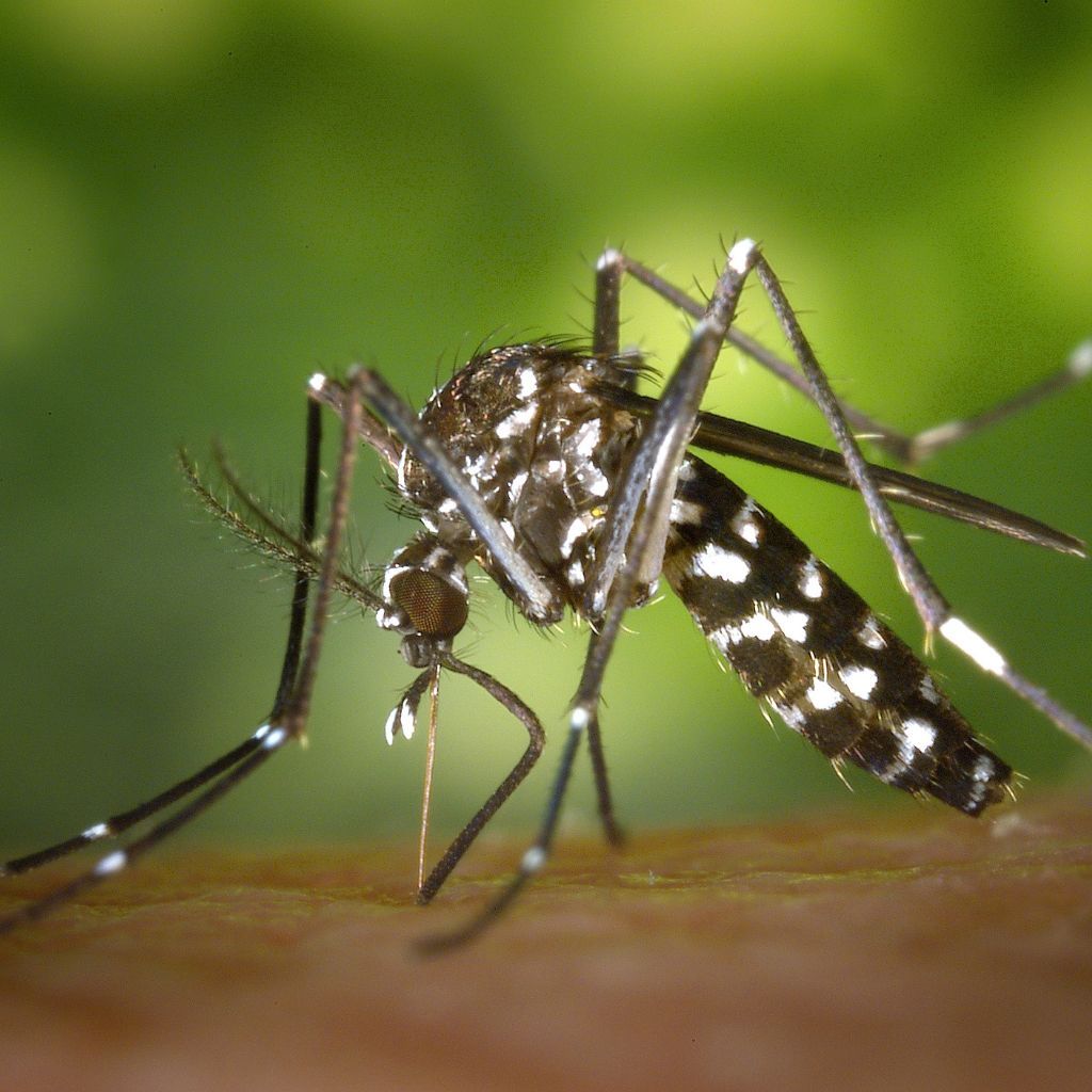 Macro shot of a mosquito perched on a dewy green leaf, highlighting insect details.