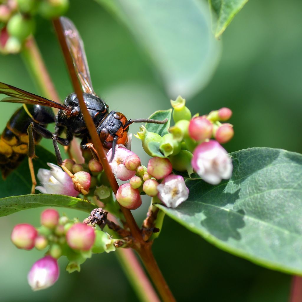 Macro shot of a European hornet resting on wood, highlighting its striking coloration.