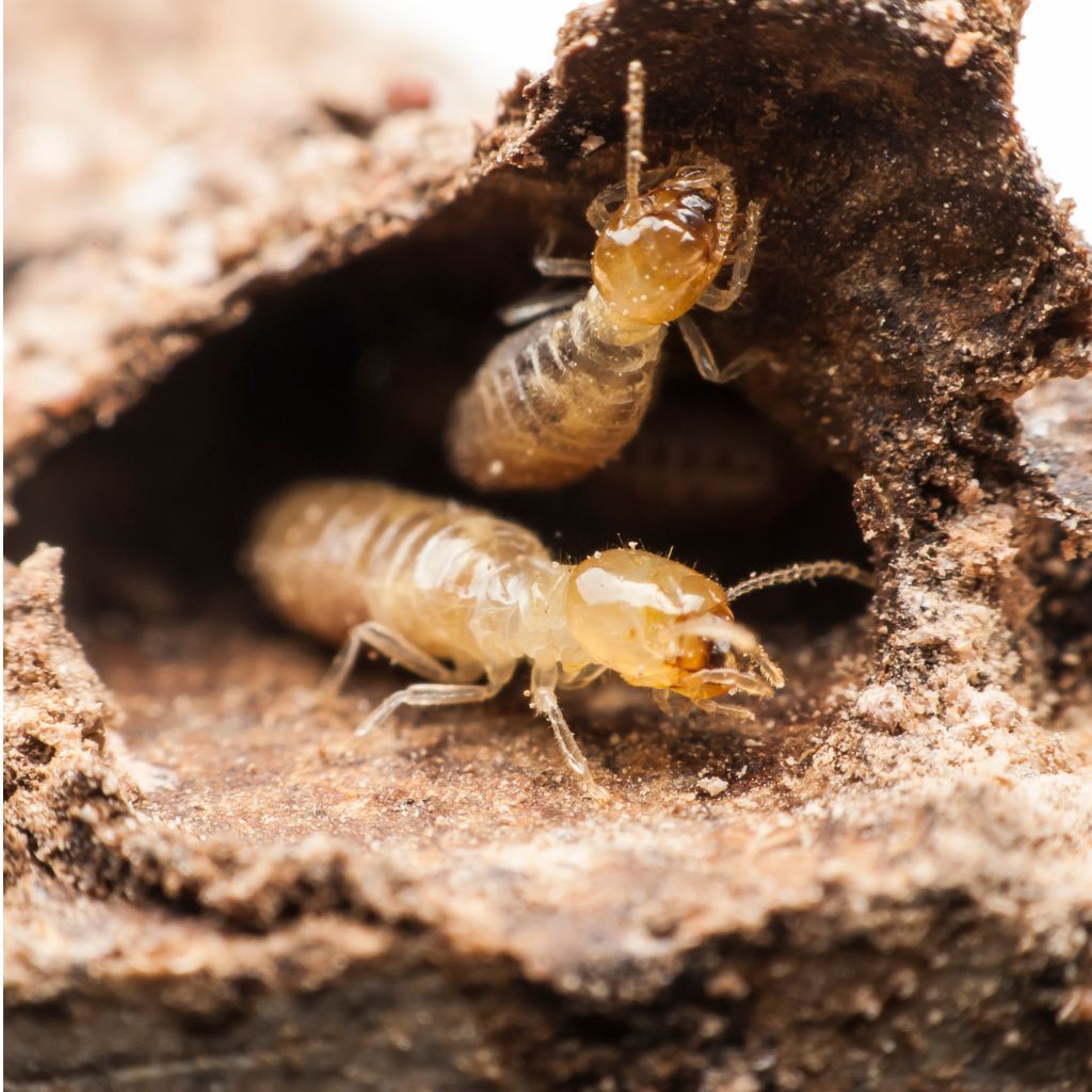 Detailed macro shot of a termite on wood, showcasing insect behavior and texture.