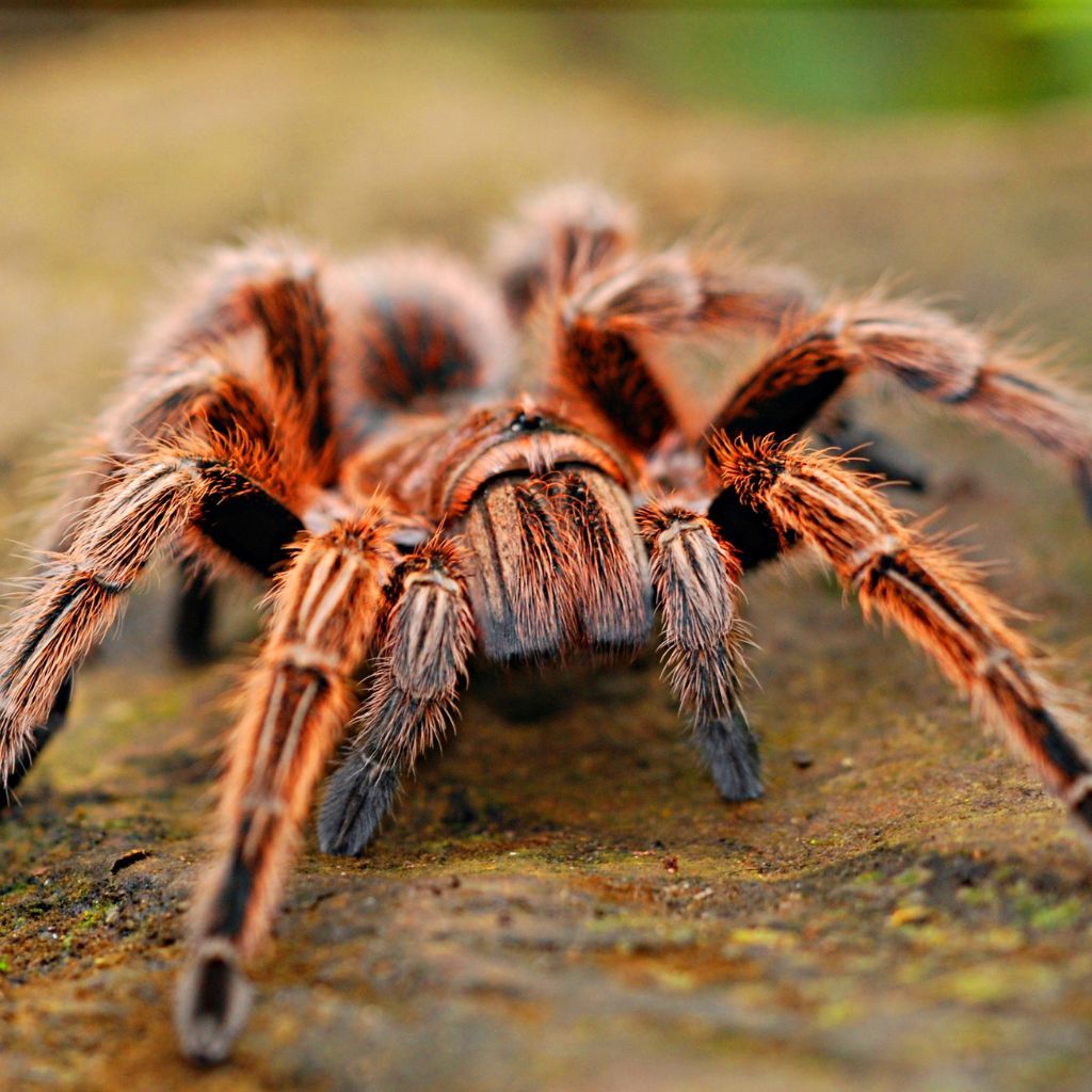 Close-up of a wolf spider on a green leaf, showcasing its natural habitat and predatory nature.