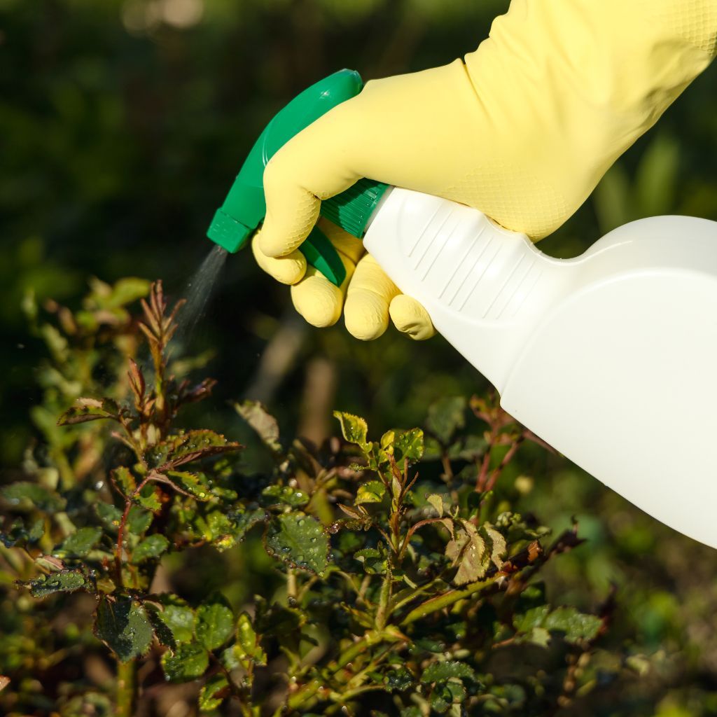 Commercial Pest Control