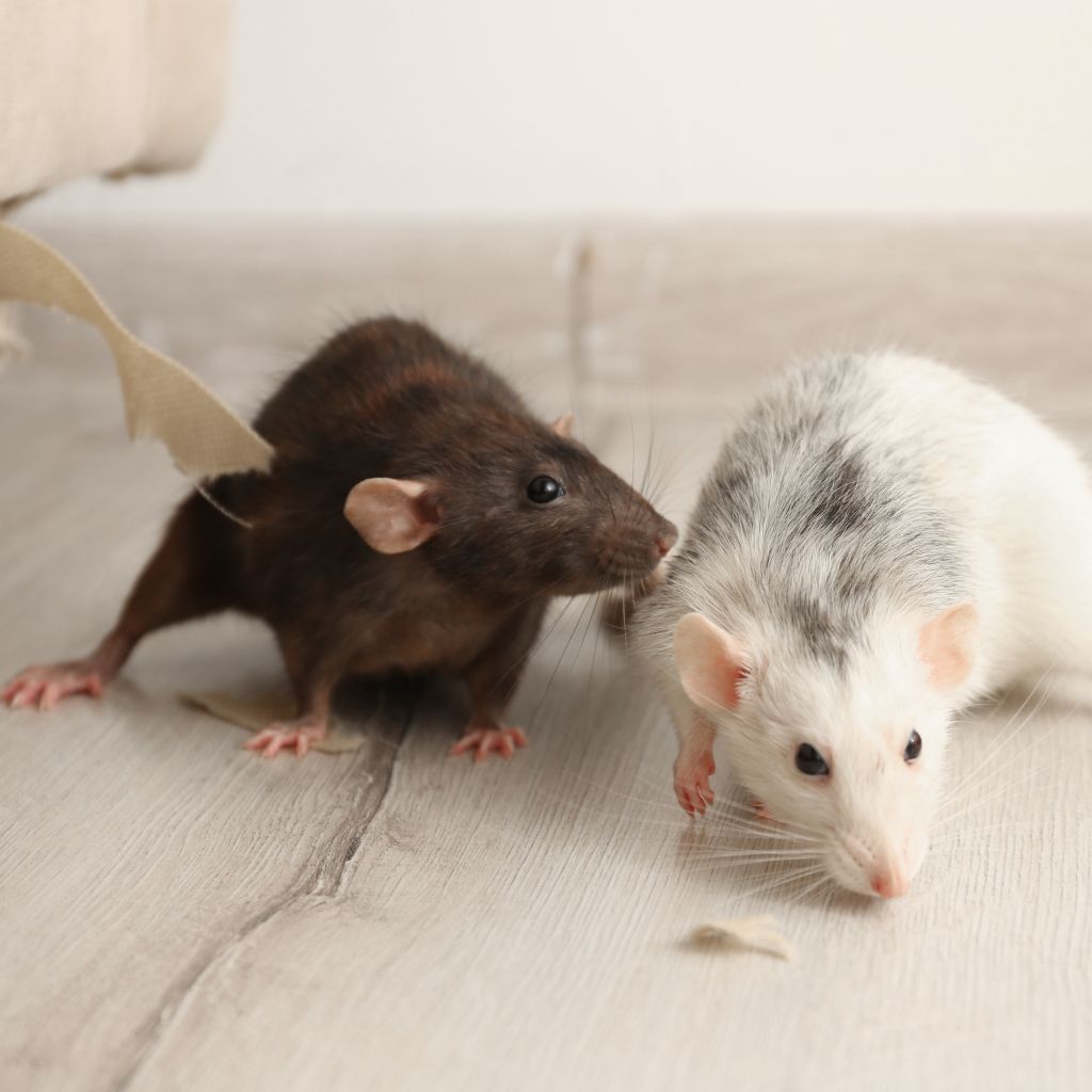 Two pet rats enjoying food against a black background, highlighting rodent companionship.