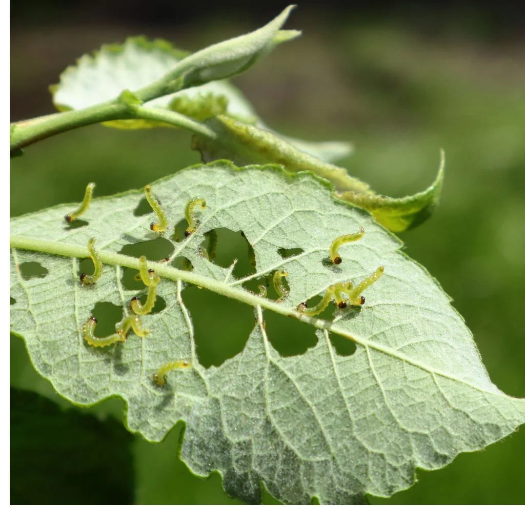 Commercial Pest Control
