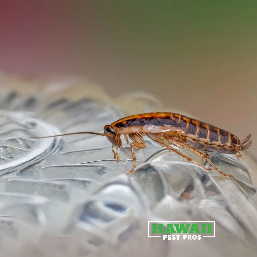 Macro shot of a cockroach on a glistening crystalline surface, showcasing details and textures.