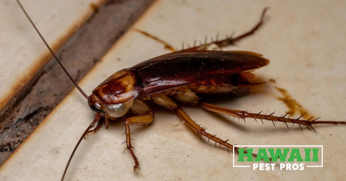 Macro shot of a dead cockroach lying on its back on concrete surface.
