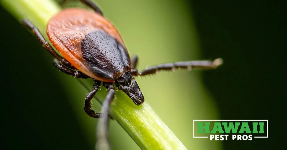 Close-up of a castor bean tick (Ixodes ricinus) on a blade of grass.