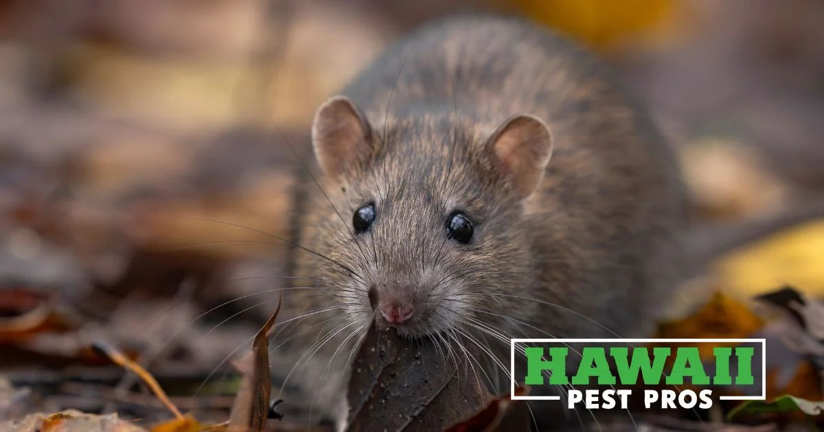 Two pet rats enjoying food against a black background, highlighting rodent companionship.