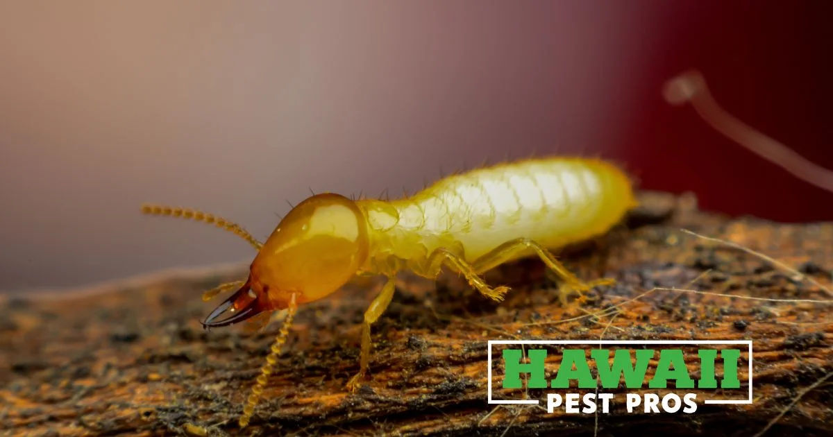 Detailed macro shot of a termite on wood, showcasing insect behavior and texture.