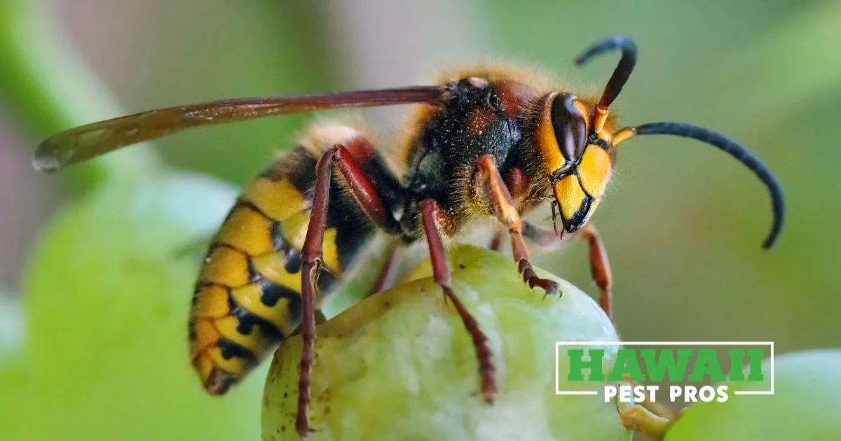 Macro shot of a European hornet resting on wood, highlighting its striking coloration.