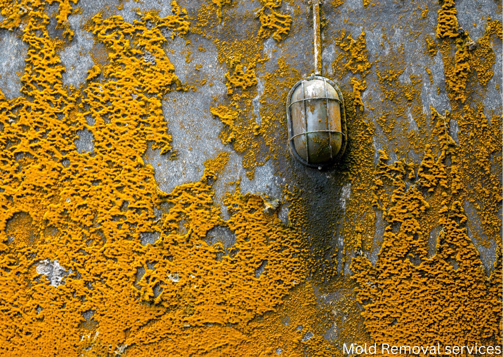 Emergency Mold Remediation
Black Mold Removal Specialists
Commercial Mold Removal Services in Lake Nebagamon, WI
