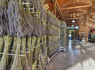 Welcome to your Dream Lavender Farm