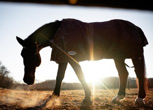 A State-Of-The-Art Luxury Equestrian Facility 