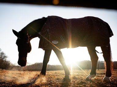 A State-Of-The-Art Luxury Equestrian Facility 