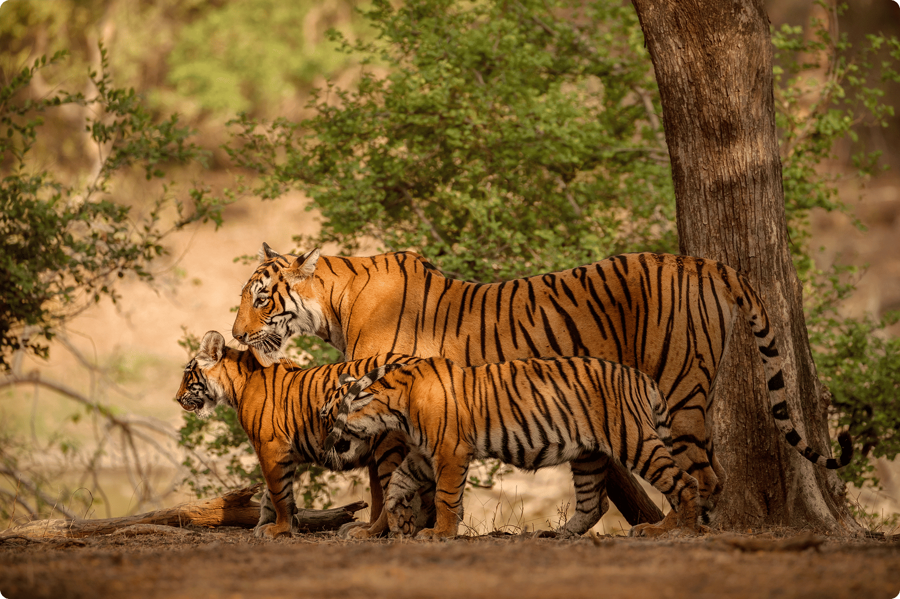 Wildlife - Into the Wild Heart of India