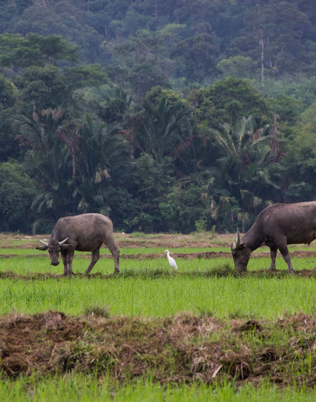 Dibrugarh