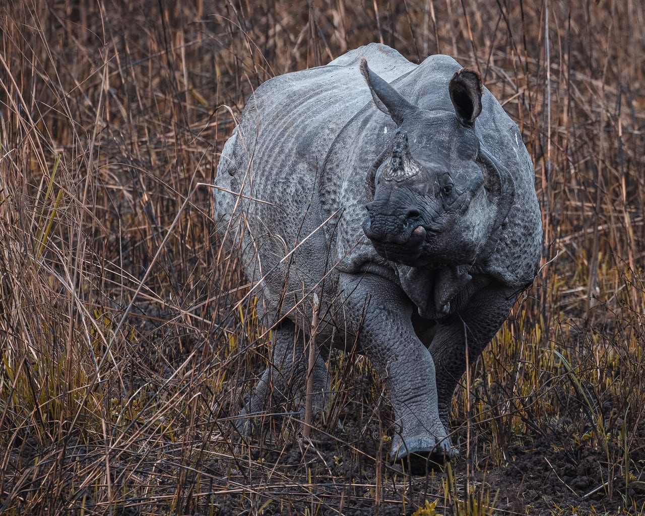 Kaziranga National Park