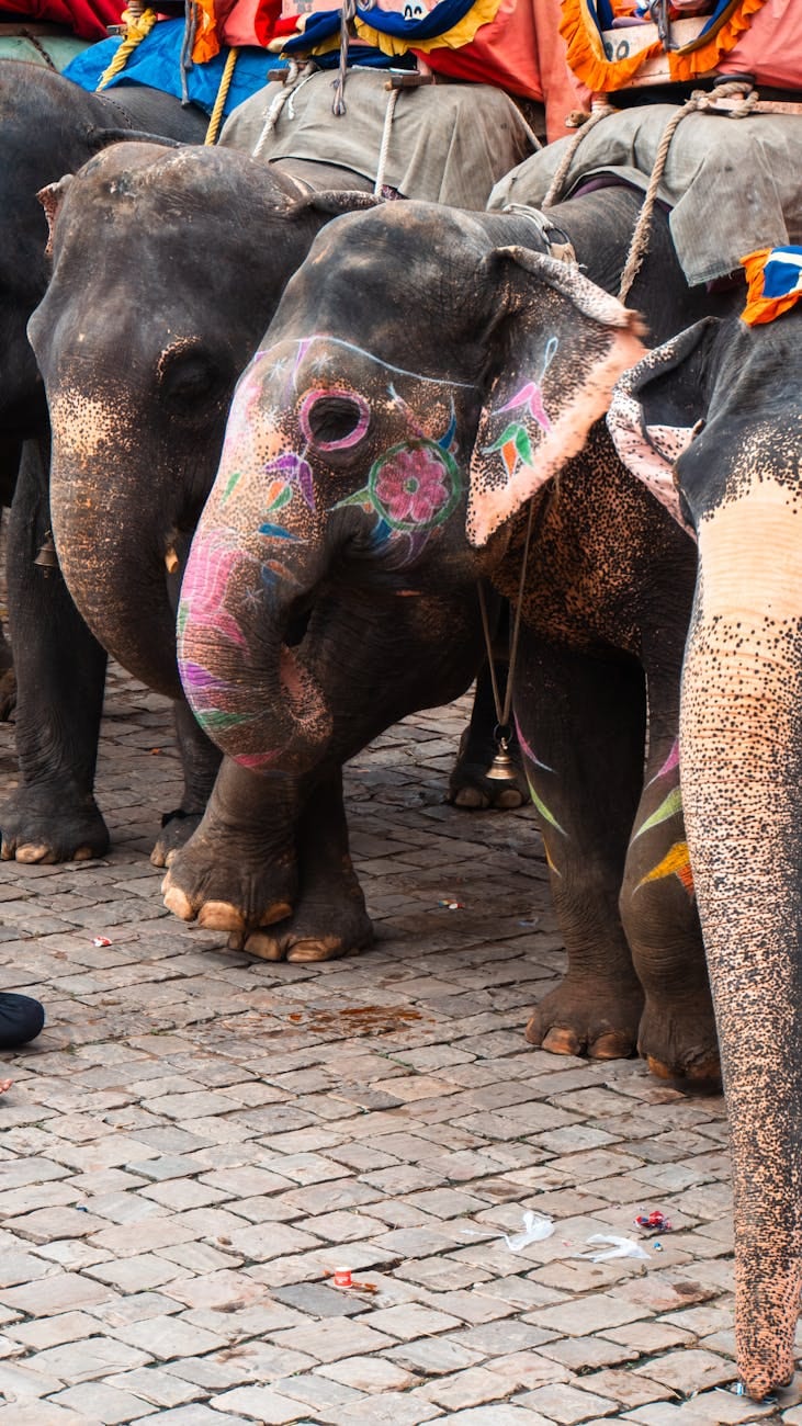 Rhythm with Elephants at Dera Amer in Jaipur