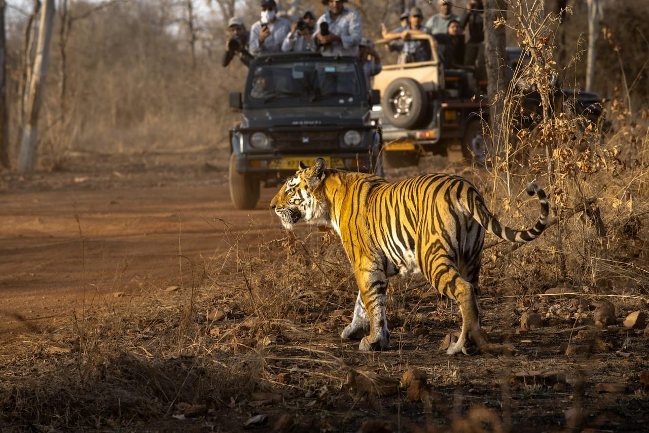 Delhi → Tadoba