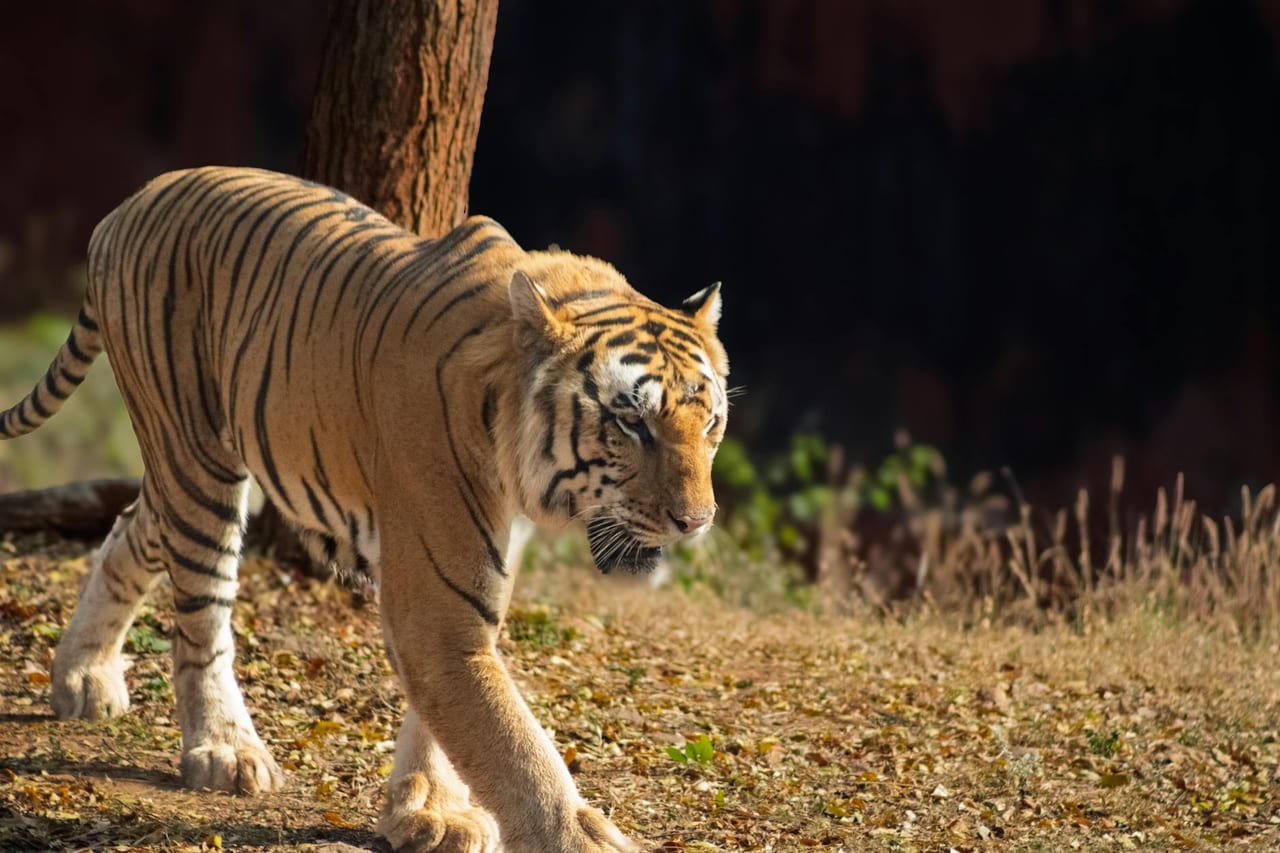Tadoba