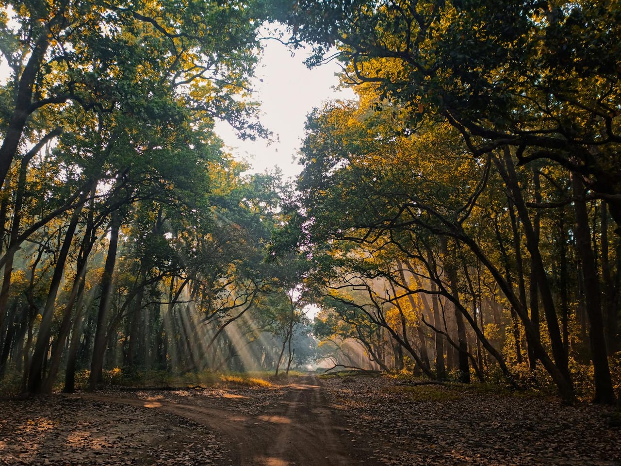 Tadoba → Pench