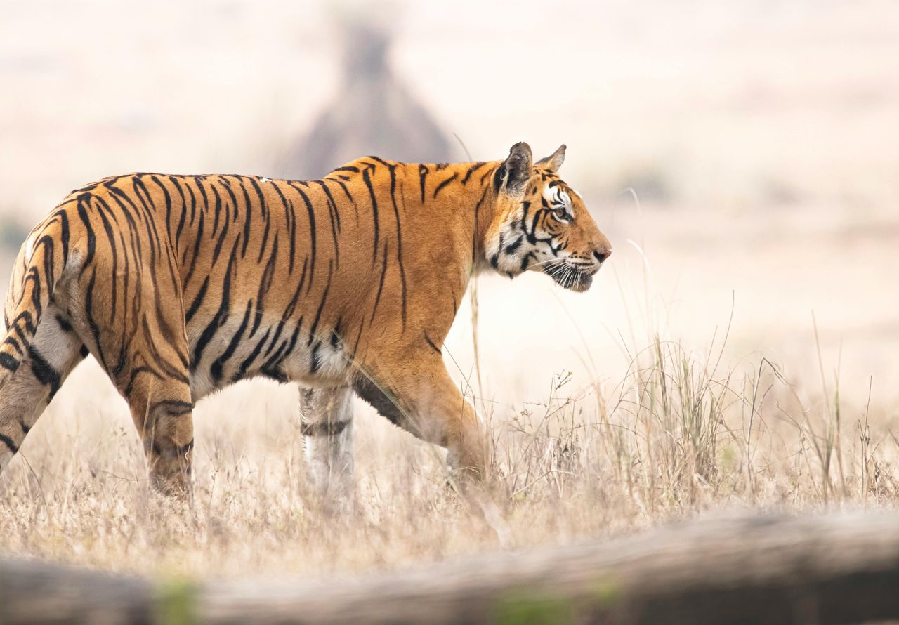 India's Natural & Historical Treasures overview