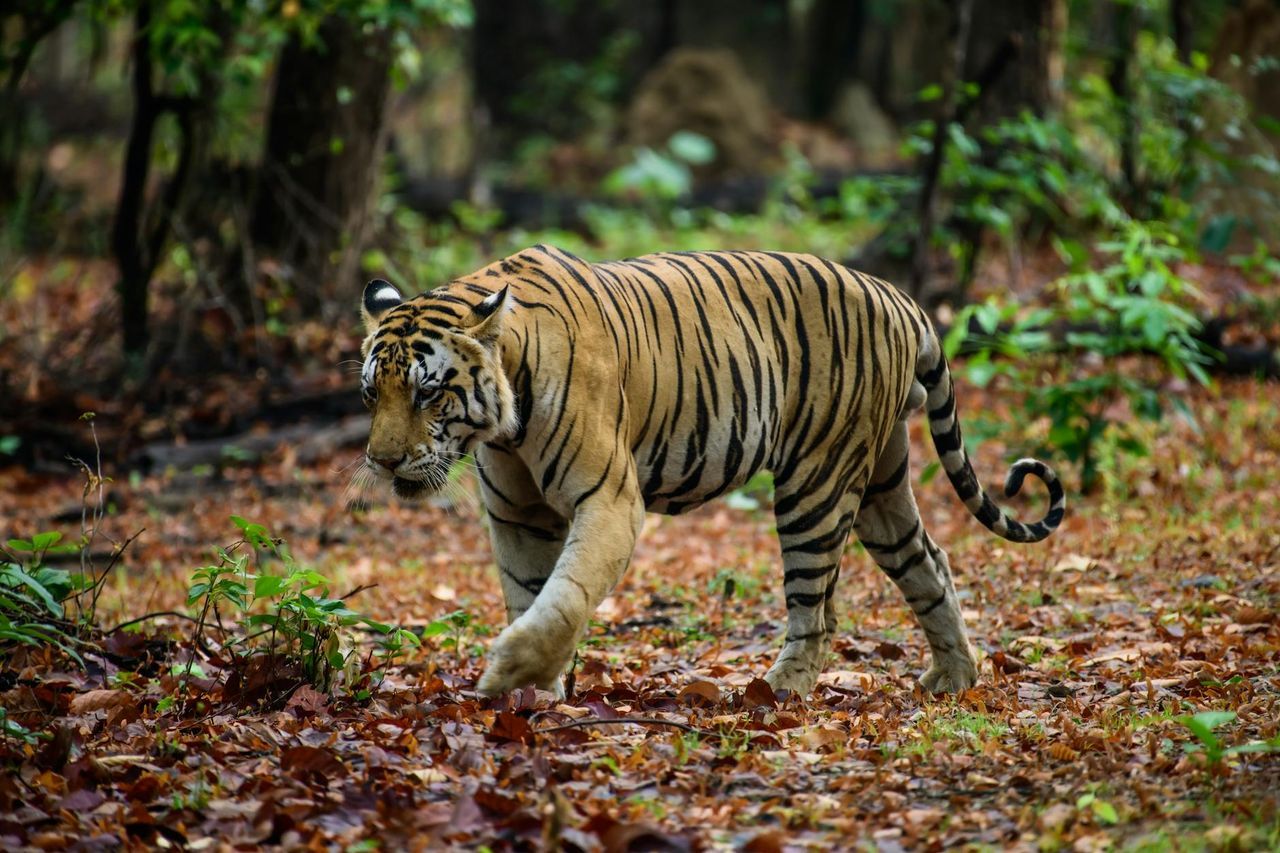 Bandhavgarh
