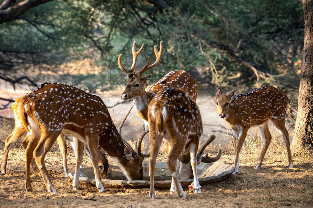 Kanha